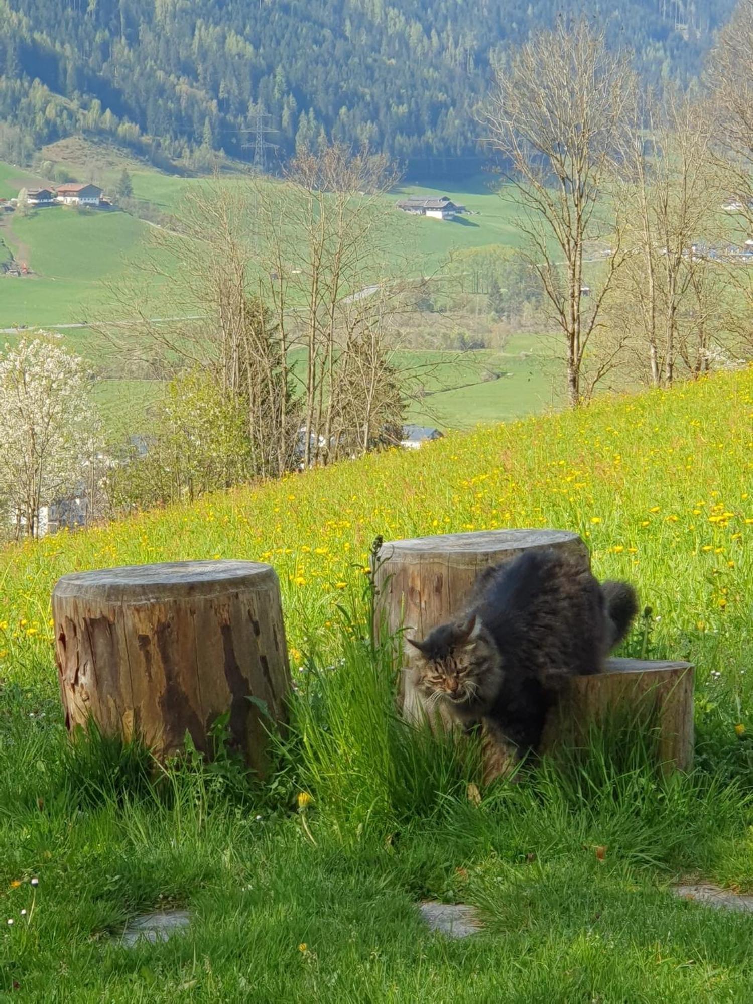 Pension Schlossberg Mittersill Exteriör bild
